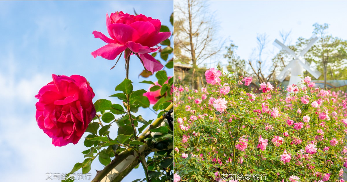 苗栗三義景點 雅聞香草植物工廠 絕美玫瑰園美麗綻放中 免門票入園 荷蘭風車 多肉植物園 大沙坑