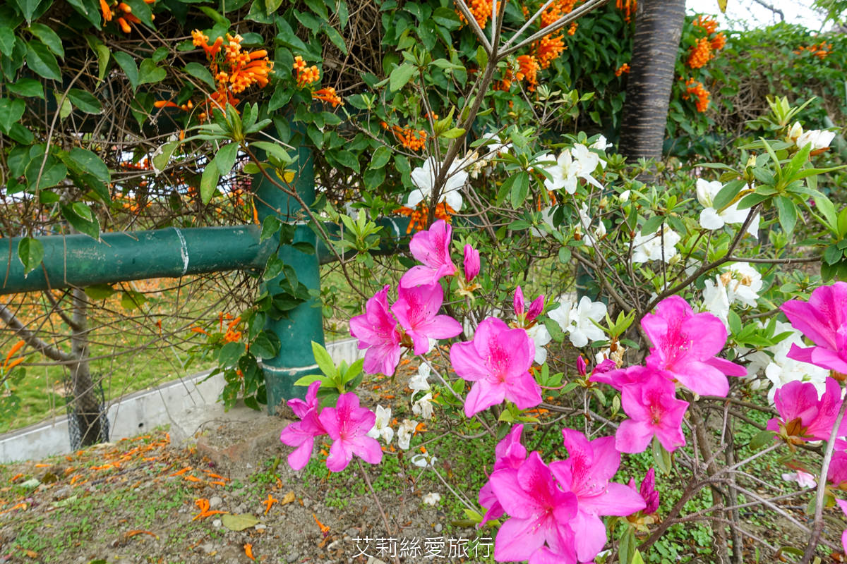 新北親子景點 鶯歌永吉公園 粉嫩富士櫻、黃金風鈴木、多彩多姿杜鵑花真的好好拍 親子同遊炮仗花彩繪步道 玩水旋轉溜滑梯 超好拍立體彩繪 - 第19張圖 新北親子景點 鶯歌永吉公園 粉嫩富士櫻、黃金風鈴木、多彩多姿杜鵑花真的好好拍 親子同遊炮仗花彩繪步道 玩水旋轉溜滑梯 超好拍立體彩繪