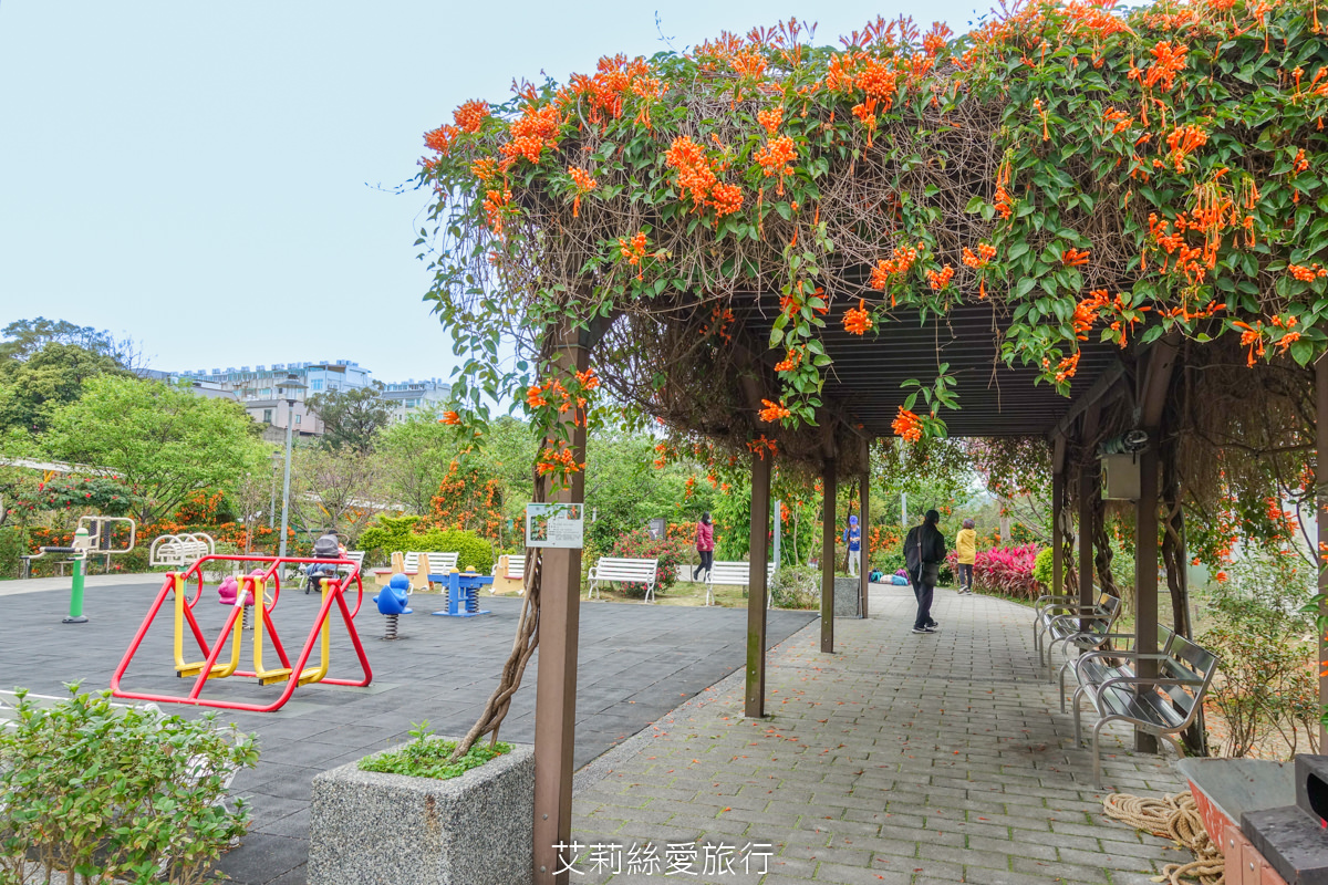 新北親子景點 鶯歌永吉公園 粉嫩富士櫻、黃金風鈴木、多彩多姿杜鵑花真的好好拍 親子同遊炮仗花彩繪步道 玩水旋轉溜滑梯 超好拍立體彩繪