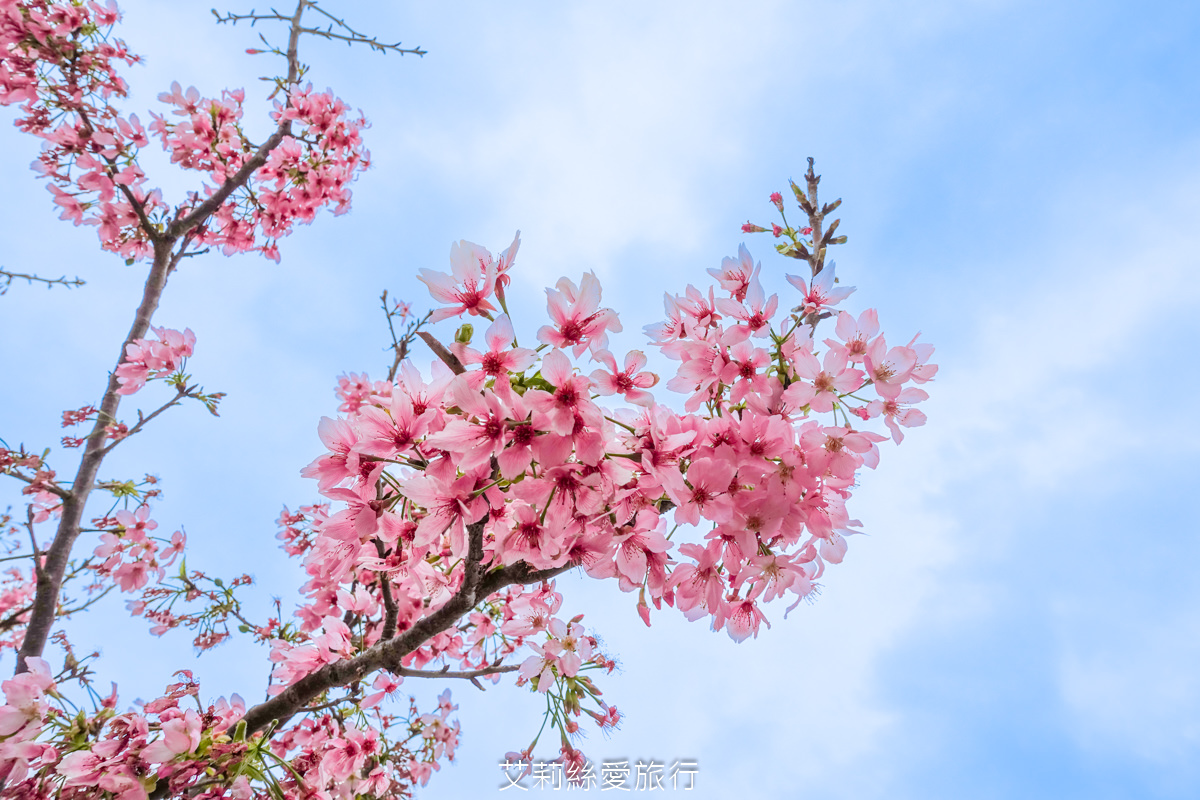 新北親子景點 鶯歌永吉公園 粉嫩富士櫻、黃金風鈴木、多彩多姿杜鵑花真的好好拍 親子同遊炮仗花彩繪步道 玩水旋轉溜滑梯 超好拍立體彩繪 - 第29張圖 新北親子景點 鶯歌永吉公園 粉嫩富士櫻、黃金風鈴木、多彩多姿杜鵑花真的好好拍 親子同遊炮仗花彩繪步道 玩水旋轉溜滑梯 超好拍立體彩繪