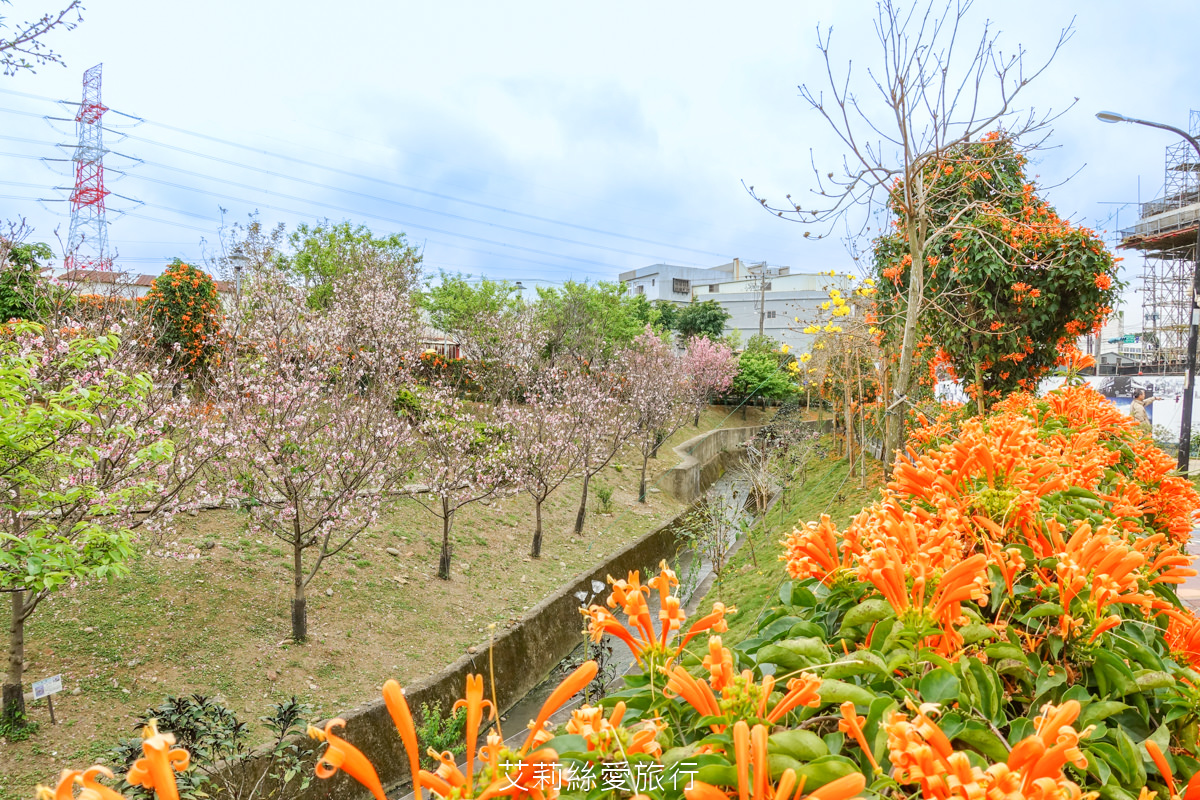 新北親子景點 鶯歌永吉公園 粉嫩富士櫻、黃金風鈴木、多彩多姿杜鵑花真的好好拍 親子同遊炮仗花彩繪步道 玩水旋轉溜滑梯 超好拍立體彩繪 - 第31張圖 新北親子景點 鶯歌永吉公園 粉嫩富士櫻、黃金風鈴木、多彩多姿杜鵑花真的好好拍 親子同遊炮仗花彩繪步道 玩水旋轉溜滑梯 超好拍立體彩繪