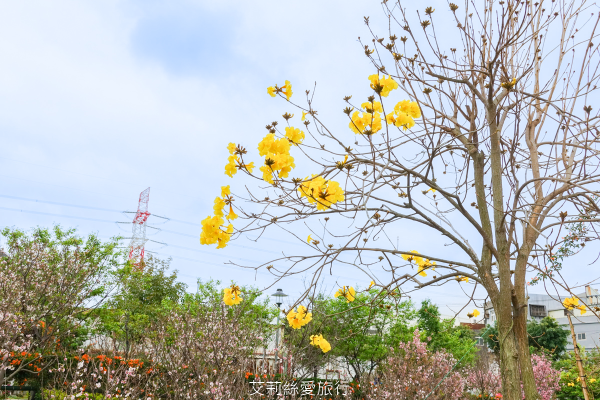 新北親子景點 鶯歌永吉公園 粉嫩富士櫻、黃金風鈴木、多彩多姿杜鵑花真的好好拍 親子同遊炮仗花彩繪步道 玩水旋轉溜滑梯 超好拍立體彩繪 - 第32張圖 新北親子景點 鶯歌永吉公園 粉嫩富士櫻、黃金風鈴木、多彩多姿杜鵑花真的好好拍 親子同遊炮仗花彩繪步道 玩水旋轉溜滑梯 超好拍立體彩繪