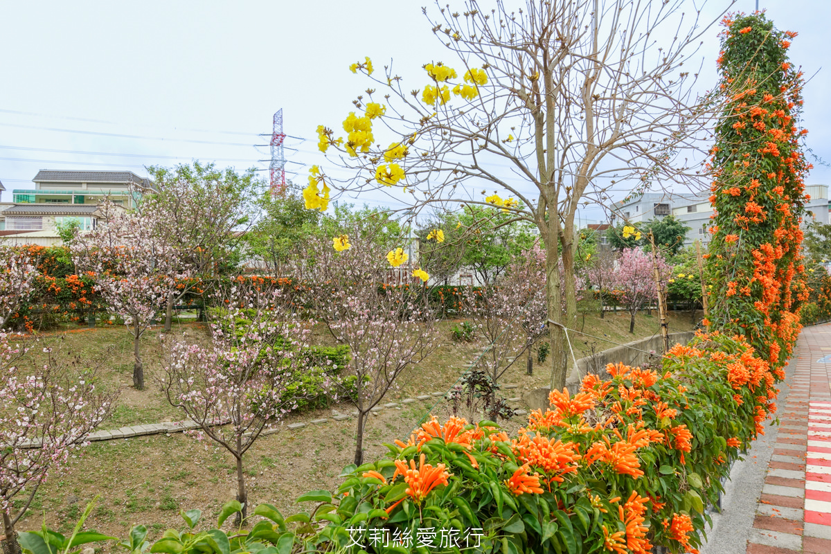 新北親子景點 鶯歌永吉公園 粉嫩富士櫻、黃金風鈴木、多彩多姿杜鵑花真的好好拍 親子同遊炮仗花彩繪步道 玩水旋轉溜滑梯 超好拍立體彩繪 - 第33張圖 新北親子景點 鶯歌永吉公園 粉嫩富士櫻、黃金風鈴木、多彩多姿杜鵑花真的好好拍 親子同遊炮仗花彩繪步道 玩水旋轉溜滑梯 超好拍立體彩繪