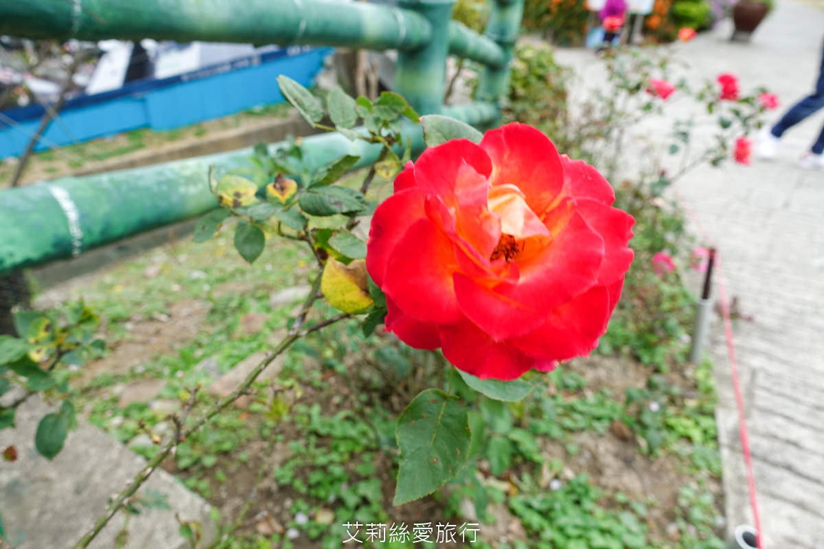新北親子景點 鶯歌永吉公園 粉嫩富士櫻、黃金風鈴木、多彩多姿杜鵑花真的好好拍 親子同遊炮仗花彩繪步道 玩水旋轉溜滑梯 超好拍立體彩繪 - 第14張圖 新北親子景點 鶯歌永吉公園 粉嫩富士櫻、黃金風鈴木、多彩多姿杜鵑花真的好好拍 親子同遊炮仗花彩繪步道 玩水旋轉溜滑梯 超好拍立體彩繪