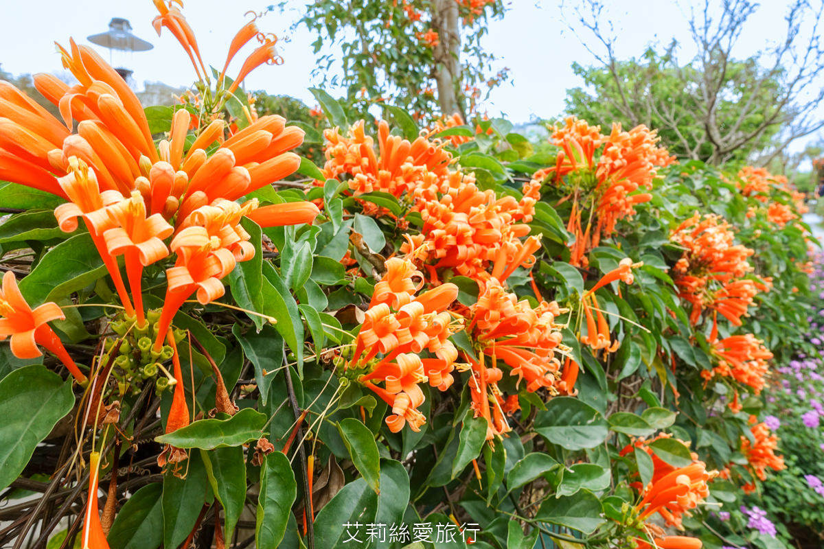 新北親子景點 鶯歌永吉公園 粉嫩富士櫻、黃金風鈴木、多彩多姿杜鵑花真的好好拍 親子同遊炮仗花彩繪步道 玩水旋轉溜滑梯 超好拍立體彩繪 - 第12張圖 新北親子景點 鶯歌永吉公園 粉嫩富士櫻、黃金風鈴木、多彩多姿杜鵑花真的好好拍 親子同遊炮仗花彩繪步道 玩水旋轉溜滑梯 超好拍立體彩繪