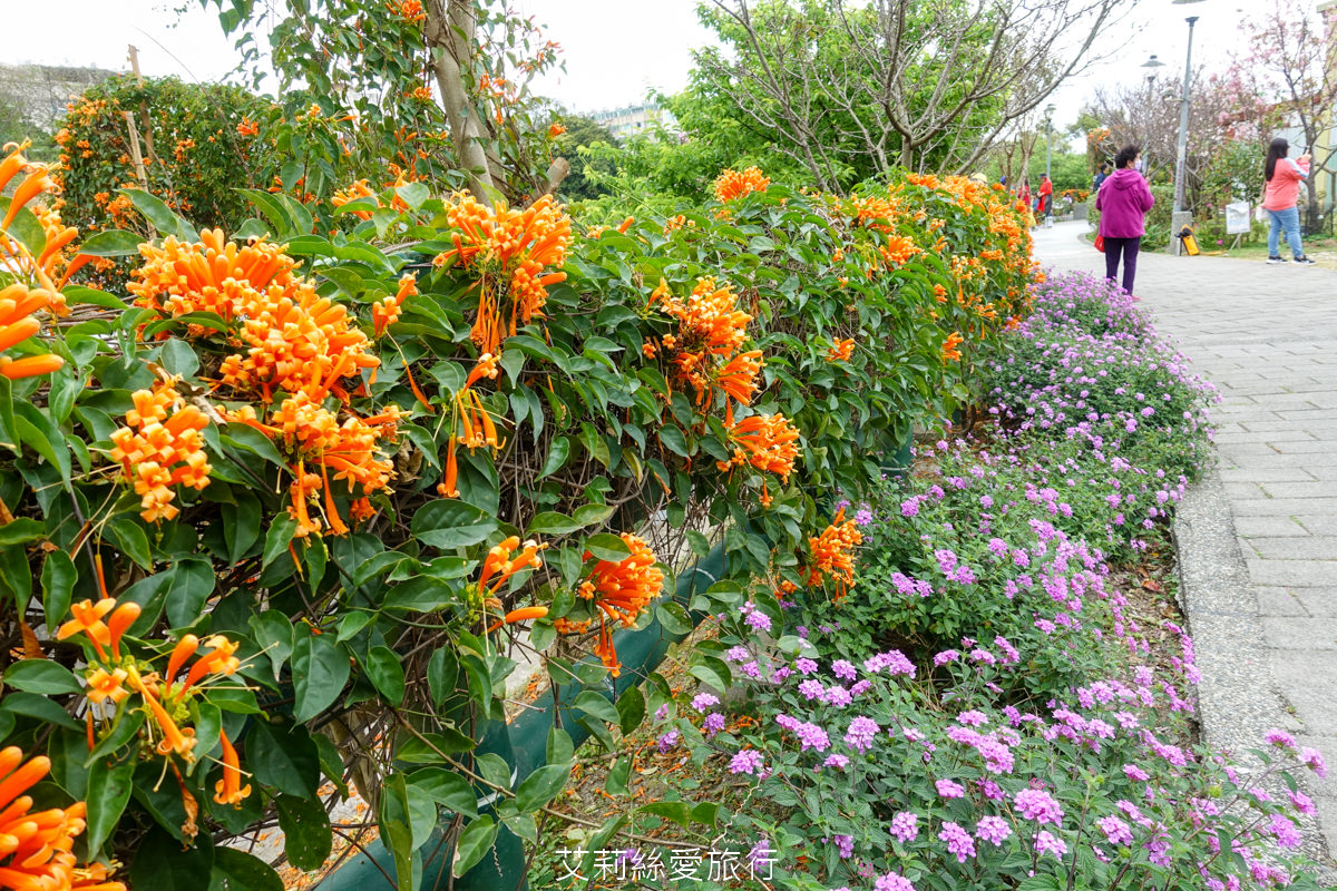 新北親子景點 鶯歌永吉公園 粉嫩富士櫻、黃金風鈴木、多彩多姿杜鵑花真的好好拍 親子同遊炮仗花彩繪步道 玩水旋轉溜滑梯 超好拍立體彩繪 - 第13張圖 新北親子景點 鶯歌永吉公園 粉嫩富士櫻、黃金風鈴木、多彩多姿杜鵑花真的好好拍 親子同遊炮仗花彩繪步道 玩水旋轉溜滑梯 超好拍立體彩繪