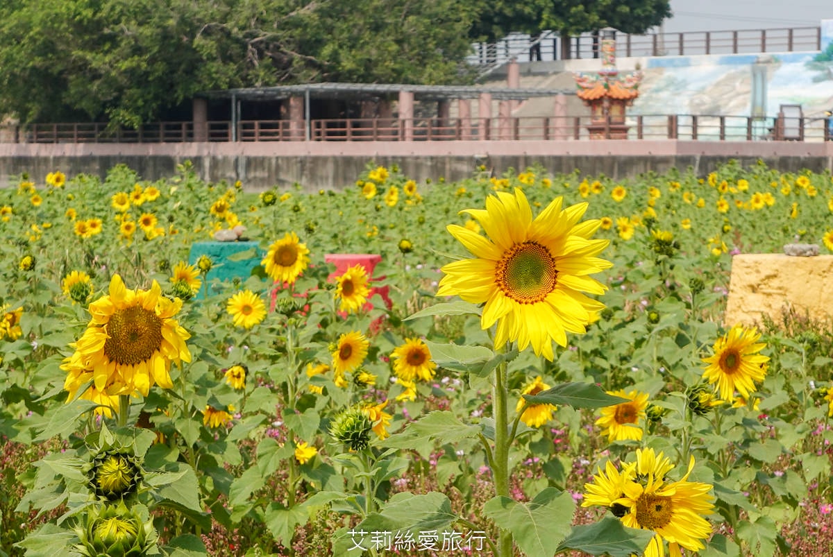 季節限定 「2024竹塘鄉水神傳說木棉花季」 彰化竹塘木棉花道 火紅花海木棉大道 3月盛開 熱汽球表演 歡樂路跑活動