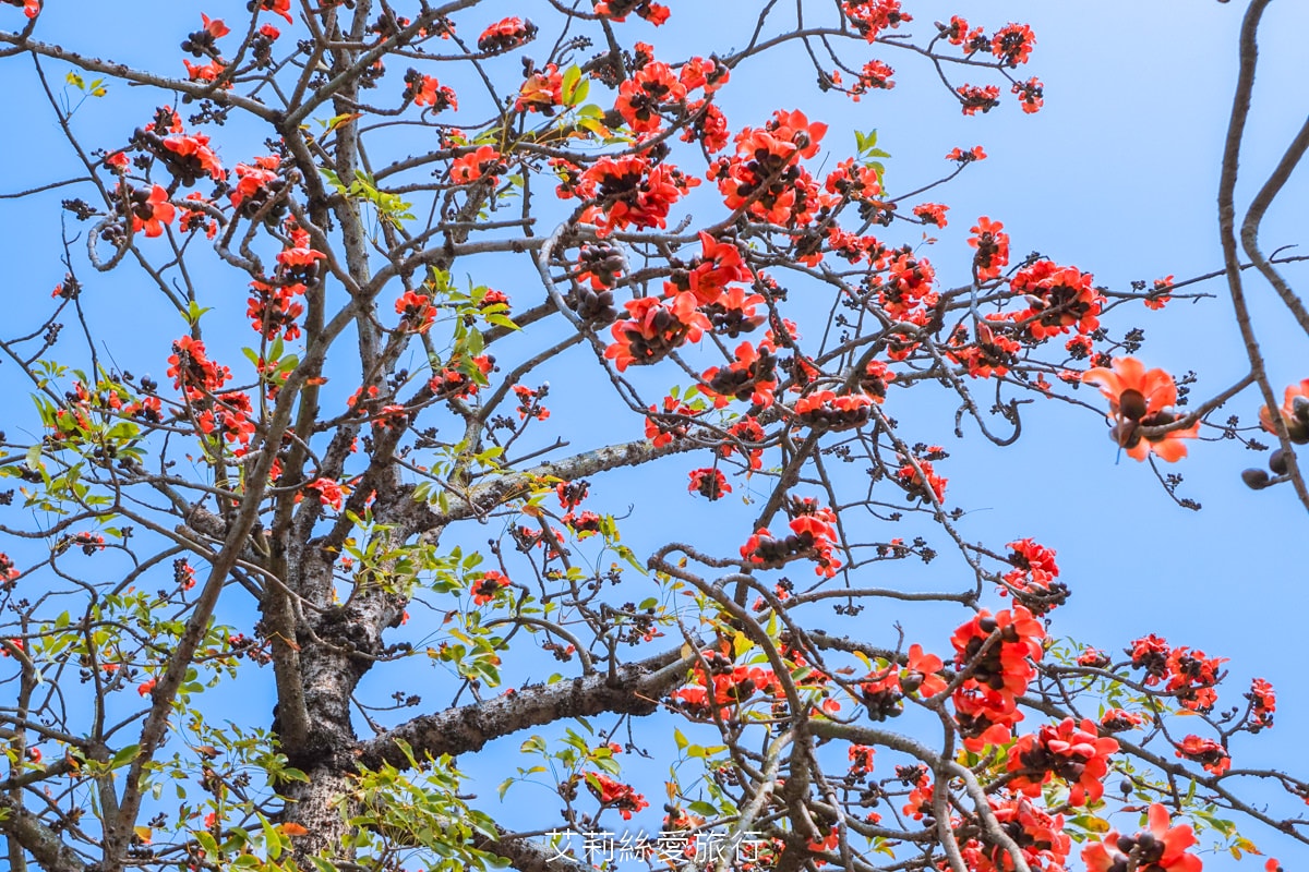 季節限定 「2024竹塘鄉水神傳說木棉花季」 彰化竹塘木棉花道 火紅花海木棉大道 3月盛開 熱汽球表演 歡樂路跑活動