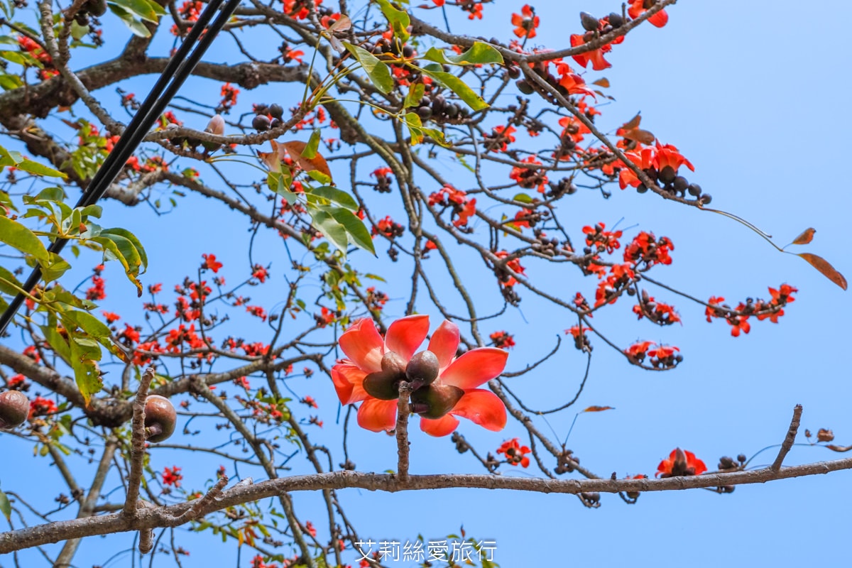 季節限定 「2024竹塘鄉水神傳說木棉花季」 彰化竹塘木棉花道 火紅花海木棉大道 3月盛開 熱汽球表演 歡樂路跑活動