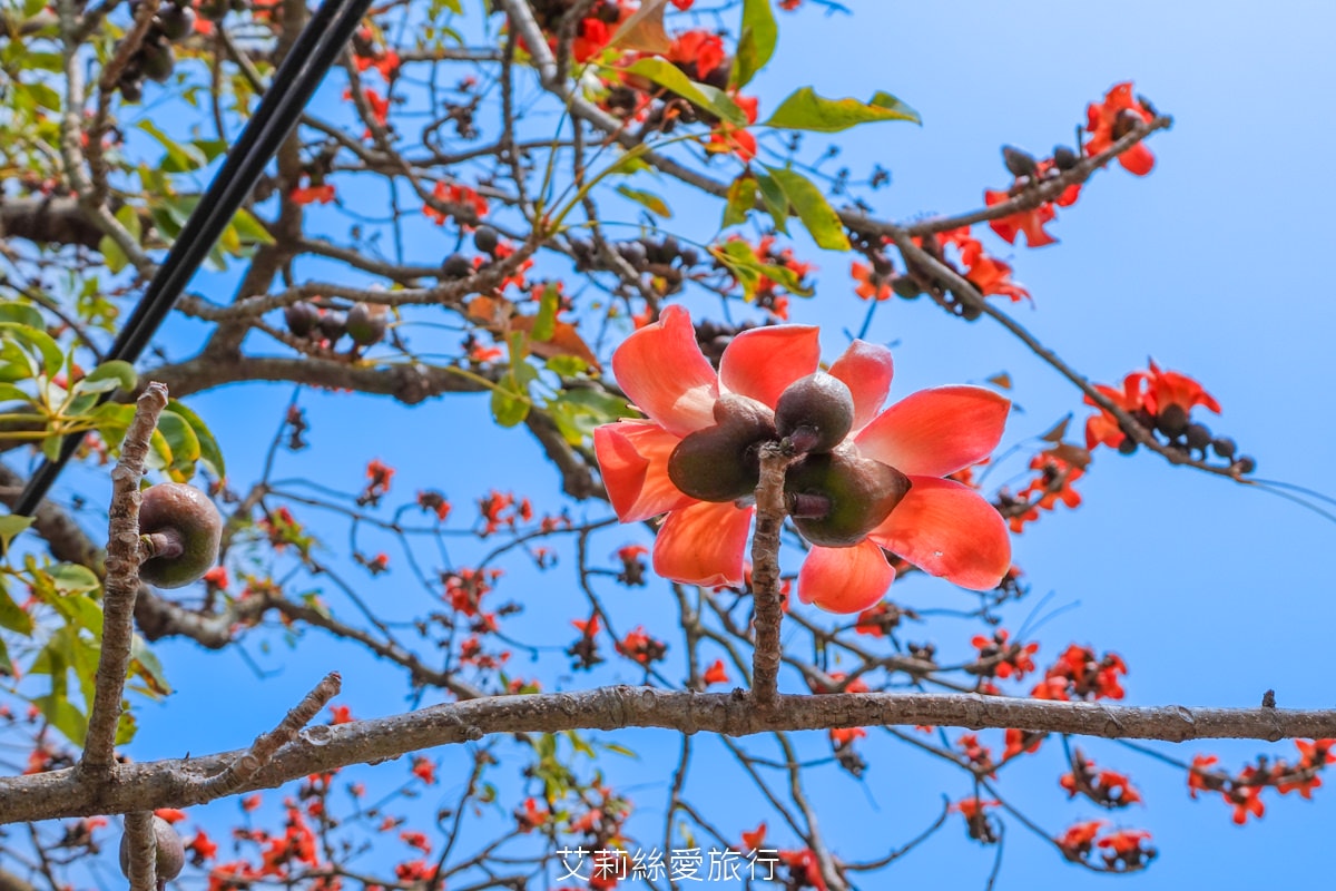 季節限定 「2024竹塘鄉水神傳說木棉花季」 彰化竹塘木棉花道 火紅花海木棉大道 3月盛開 熱汽球表演 歡樂路跑活動