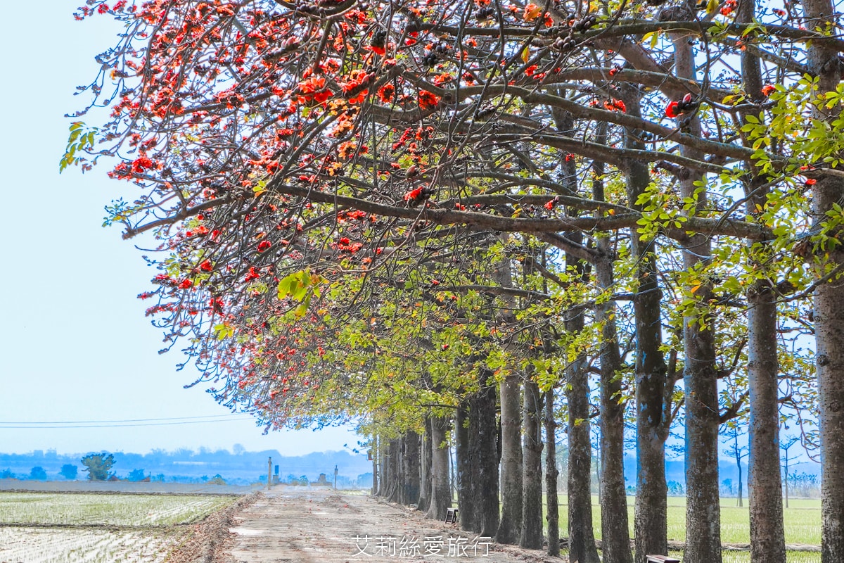 季節限定 「2024竹塘鄉水神傳說木棉花季」 彰化竹塘木棉花道 火紅花海木棉大道 3月盛開 熱汽球表演 歡樂路跑活動