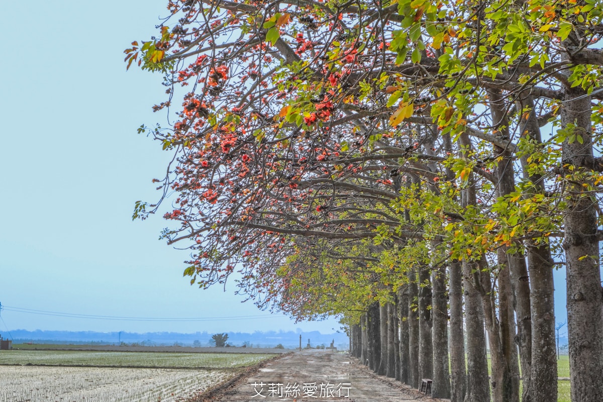 季節限定 「2024竹塘鄉水神傳說木棉花季」 彰化竹塘木棉花道 火紅花海木棉大道 3月盛開 熱汽球表演 歡樂路跑活動