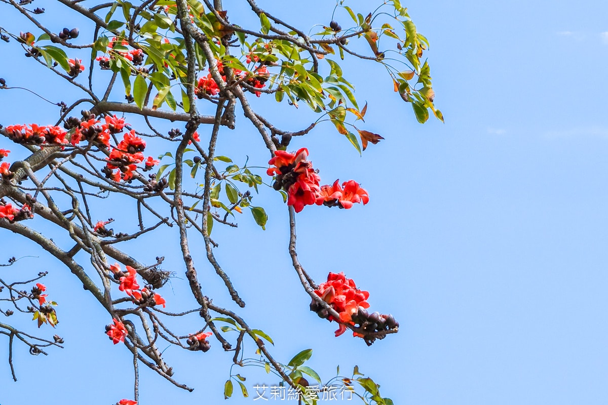 季節限定 「2024竹塘鄉水神傳說木棉花季」 彰化竹塘木棉花道 火紅花海木棉大道 3月盛開 熱汽球表演 歡樂路跑活動