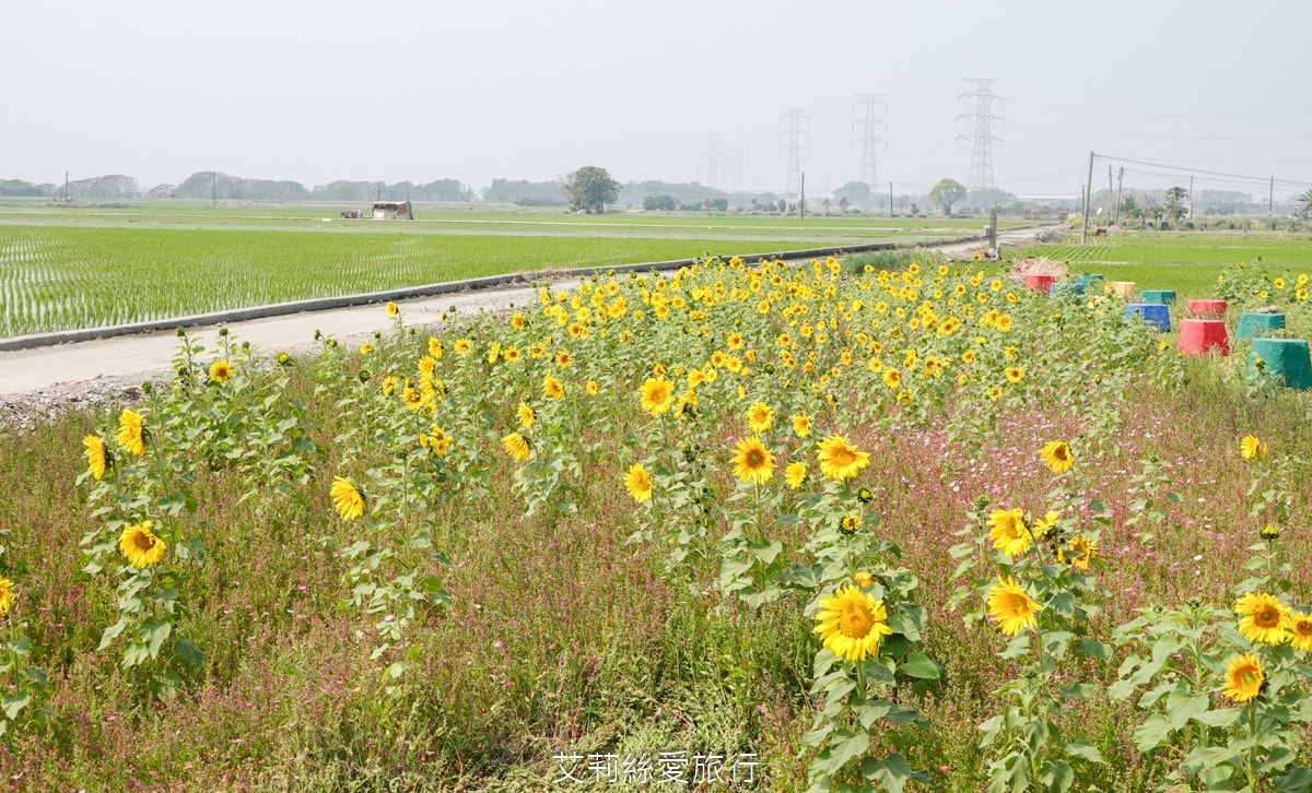 季節限定 「2024竹塘鄉水神傳說木棉花季」 彰化竹塘木棉花道 火紅花海木棉大道 3月盛開 熱汽球表演 歡樂路跑活動