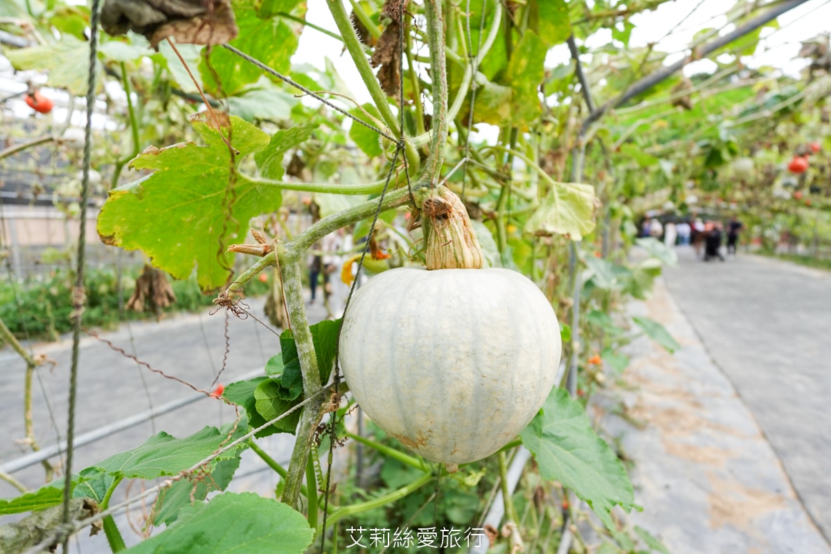 童話秘境~期間限定免費景點!觀賞期只有一個月!可愛南瓜隧道 9座栗子南瓜隧道好好拍!淡水知名景點 - 第7張圖 童話秘境~期間限定免費景點!觀賞期只有一個月!可愛南瓜隧道 9座栗子南瓜隧道好好拍!淡水知名景點