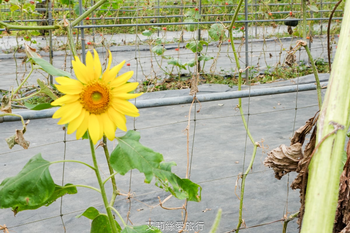 童話秘境~期間限定免費景點!觀賞期只有一個月!可愛南瓜隧道 9座栗子南瓜隧道好好拍!淡水知名景點 - 第12張圖 童話秘境~期間限定免費景點!觀賞期只有一個月!可愛南瓜隧道 9座栗子南瓜隧道好好拍!淡水知名景點